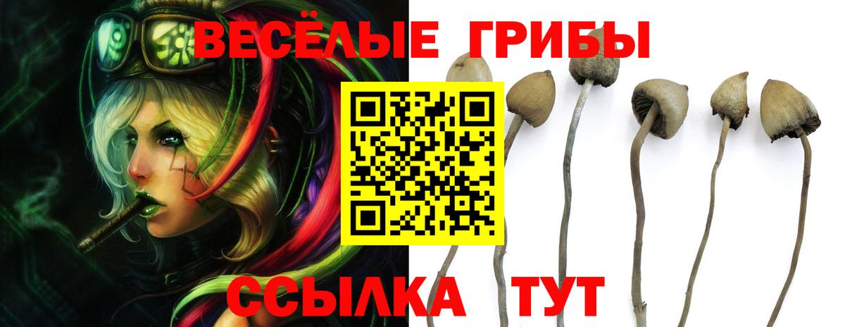 Псилоцибиновые грибы Psilocybe Майкоп